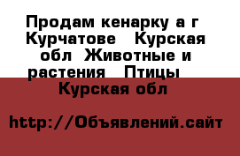 Продам кенарку а г. Курчатове - Курская обл. Животные и растения » Птицы   . Курская обл.